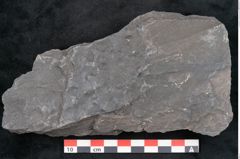 Foto (Detailansicht) von Stigmaria ficoides Brongniart (NHMW-GEO-2024-0188-11119)